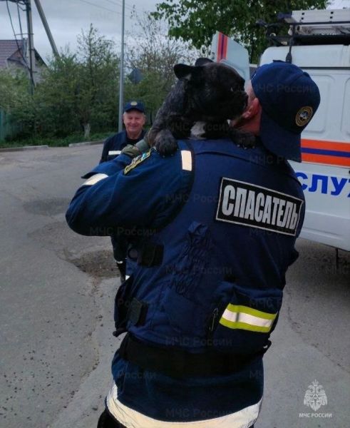 В Белгороде спасли из коллектора французского бульдога и нашли его хозяйку