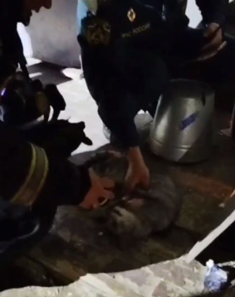 В Белгороде пожарные спасли из огня женщину и кошку
