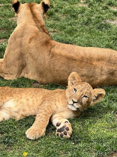 Львята останутся жить в Белгородском зоопарке