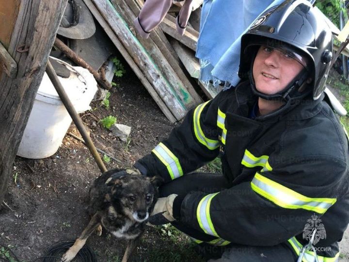 Белгородские спасатели вытащили собаку из заброшенного погреба