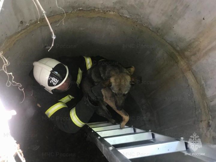 Белгородские пожарные спасли за сутки трёх животных