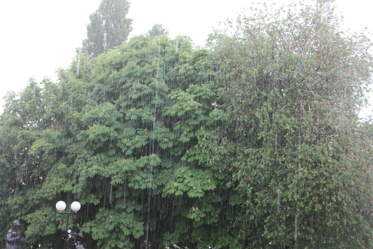 Белгородцев предупреждают о дождях и грозах
