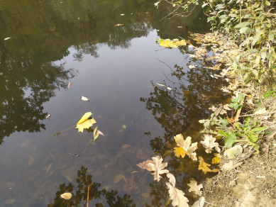 Под Белгородом волонтеры избавят от мусора берег Северского Донца