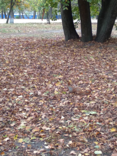 В Белгороде в парке заметили резвящихся белочек