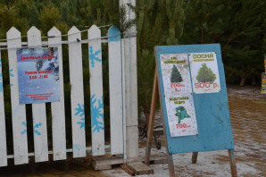 В Белгороде открылись ёлочные базары
