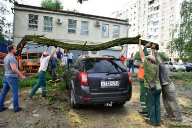 В Белгороде дерево упало на шесть припаркованных машин