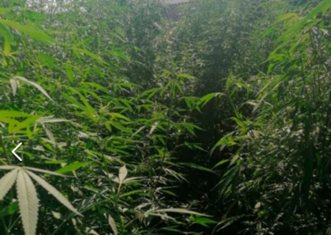 Купить марихуану в белгороде конопля растет на даче