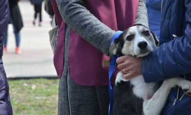 В Белгороде пройдёт выставка бездомных собак «Пойдём домой» 