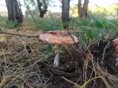 Новая рабочая неделя начнется с ноябрьского холода