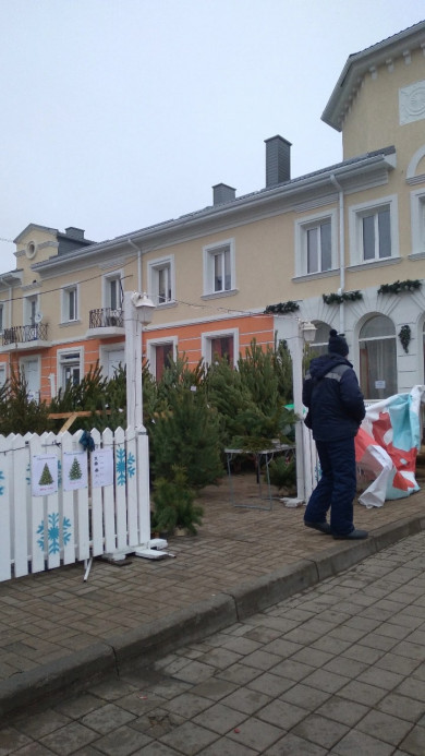 Новогодние ёлки на Белгородчине значительно подорожали 