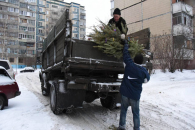 В Белгороде новогодние елки увозят на утилизацию