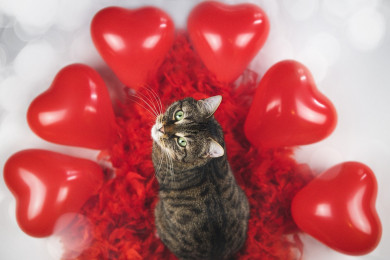 14 февраля: день святого Валентина. При чём тут коты и мыши?