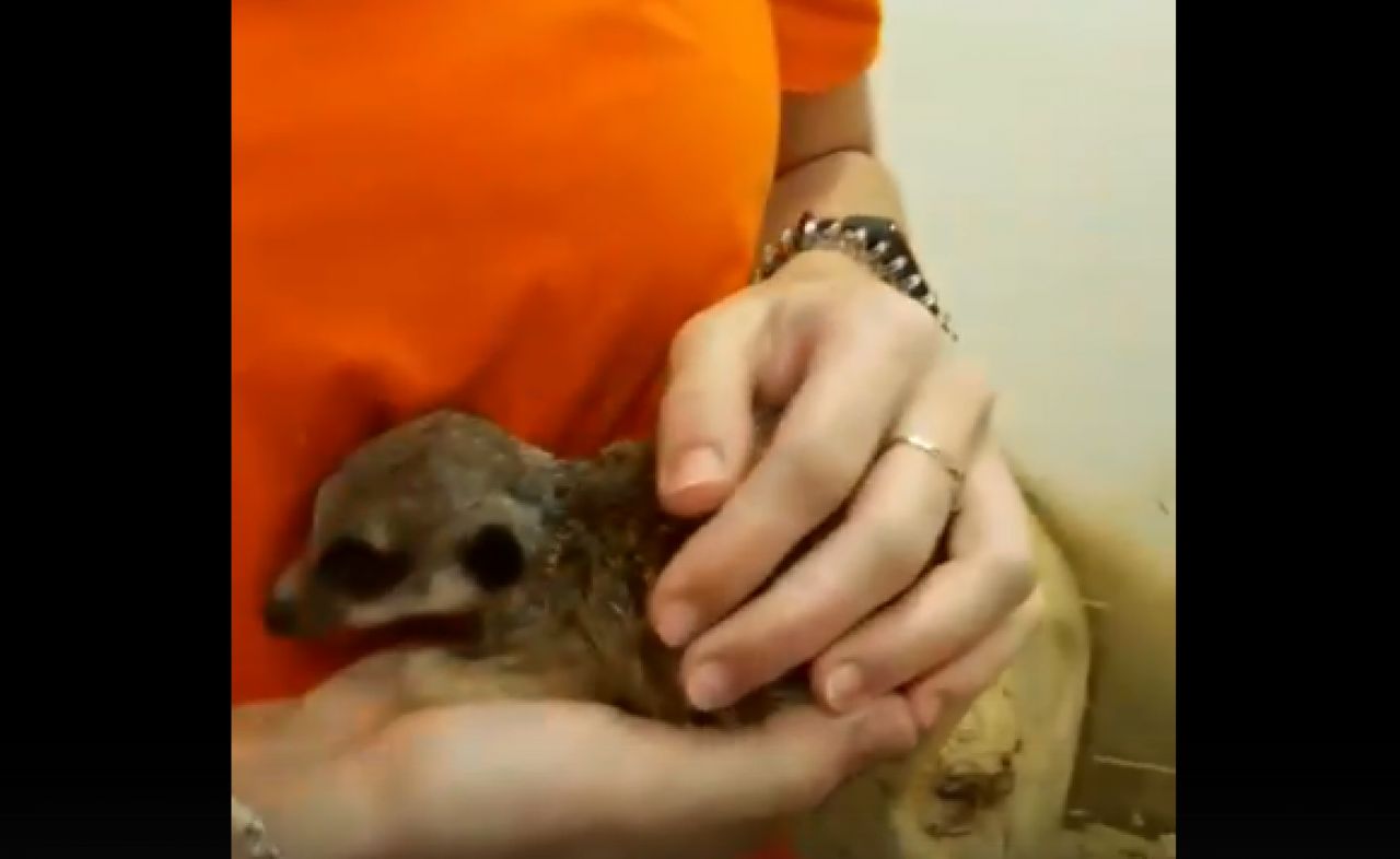 В Белгородском зоопарке появился новый обитатель