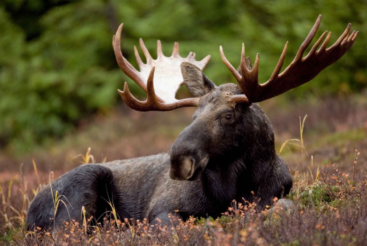 В Белгородской области увеличилась численность животных