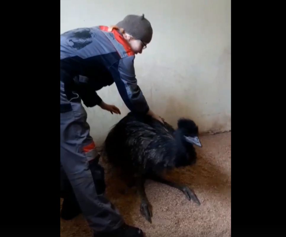 В Белгородском зоопарке появился австралийский страус эму