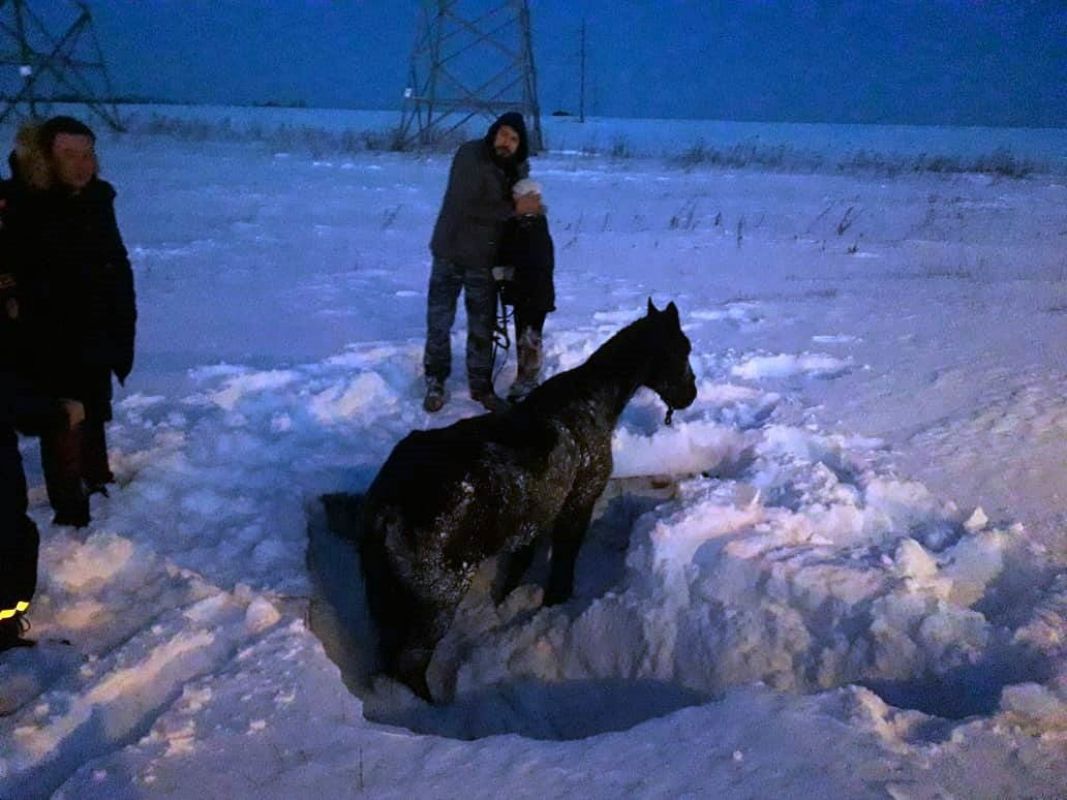 В Белгородской области спасли лошадь из сливного коллектора