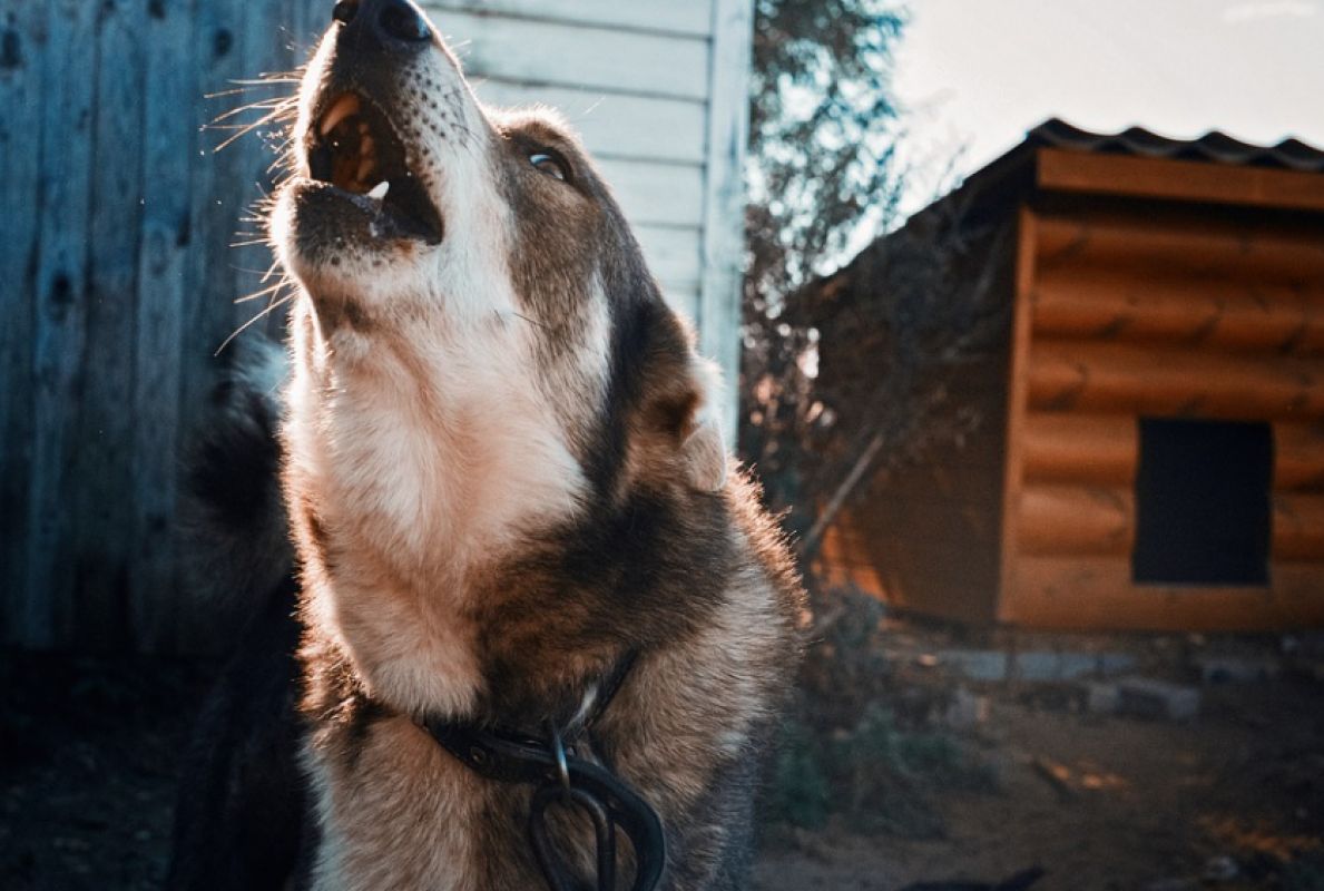 Белгородцы жалуются на бродячих собак на детской площадке