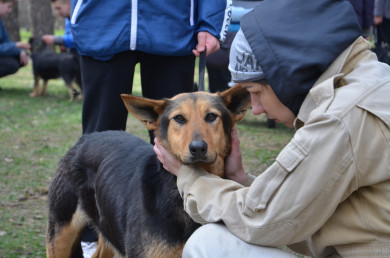 В Белгороде раздадут в добрые руки бездомных собак