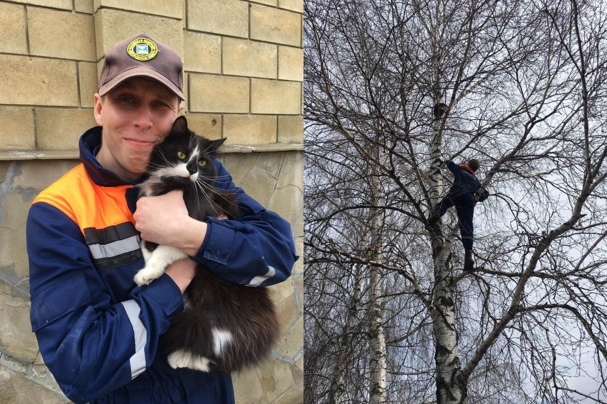 Белгородский спасатель снял с верхушки дерева кошку