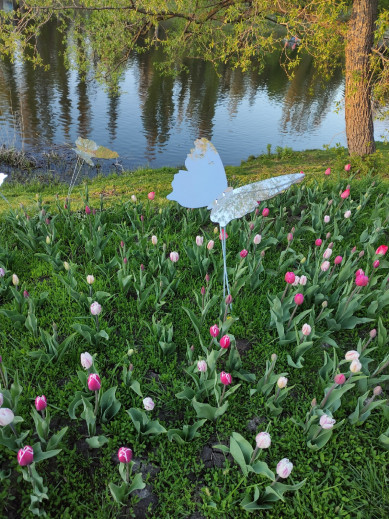 В Белгороде двое ухажеров оборвали клумбы с тюльпанами