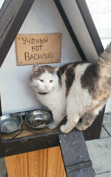 В Белгородском районе возле школы поселился учёный кот