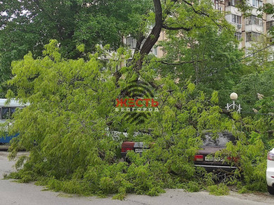В Белгороде дерево рухнуло на несколько машин