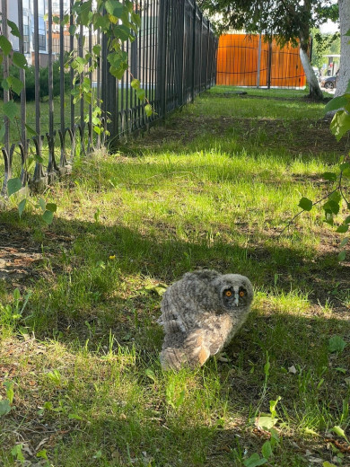 В Белгороде на газоне нашли перепуганного совенка