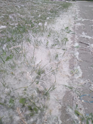 Белгородцы жалуются на тополиный пух