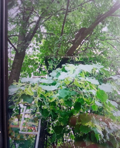 Белгородские спасатели сняли с дерева кота