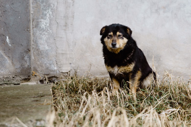 На белгородку напала стая бездомных собак 