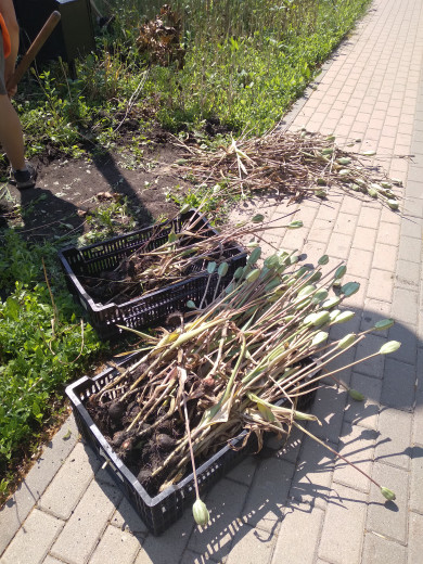 В Белгороде вместо тюльпанов посадят сальвии и бархатцы