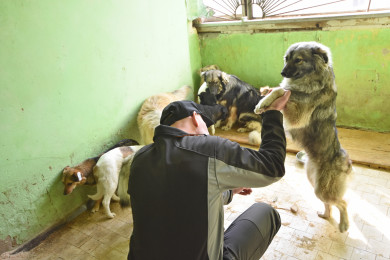 С бездомными  животными на Белгородчине наведут порядок 