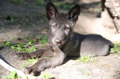 В Белгородском зоопарке родились волчата
