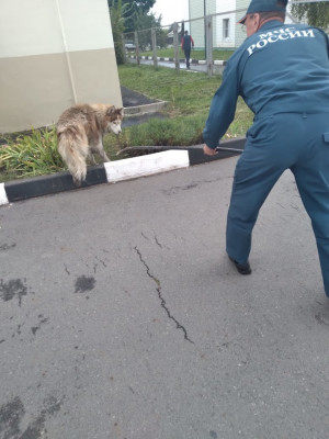 Белгородские пожарные спасли котёнка и собаку