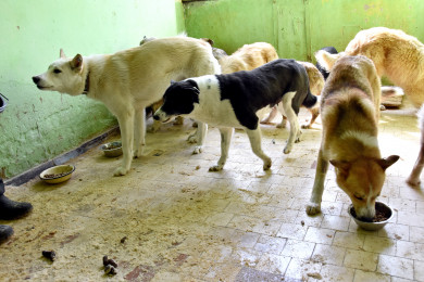 На Белгородчине развелось много бродячих собак 