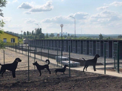  Белгородцы выгуливают собак без намордника