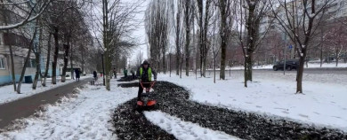 Белгородские власти: «Тюльпаны высаживали не в снег»