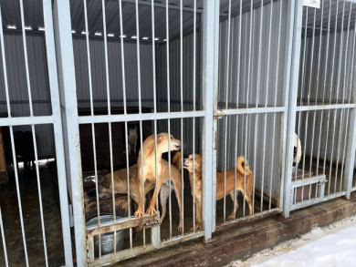Мэрия Белгорода ответила на обвинения по поводу приюта для собак