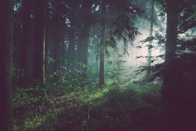В белгородских лесах установили камеры видеонаблюдения