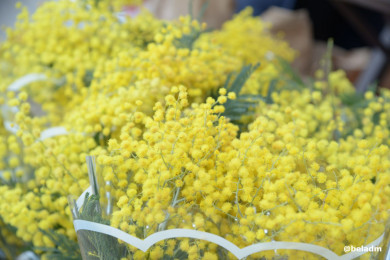 В Белгороде заработала цветочная ярмарка