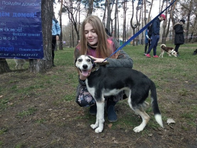 В Белгороде пройдет выставка-раздача бездомных собак