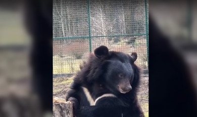 В Белгородском зоопарке проснулись медведи