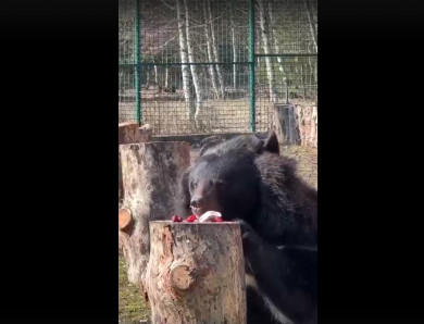 Медведей в Белгородском зоопарке угостили мороженым и клубникой