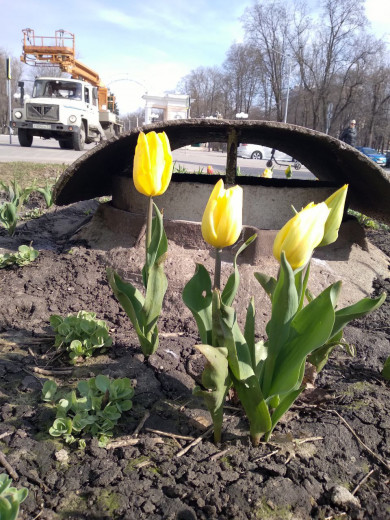 На клумбах Белгорода расцвели первые тюльпаны