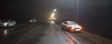 В Белгородской области водитель сбил лося
