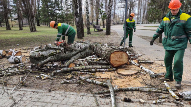 В Белгороде в парке Победы вырубают деревья