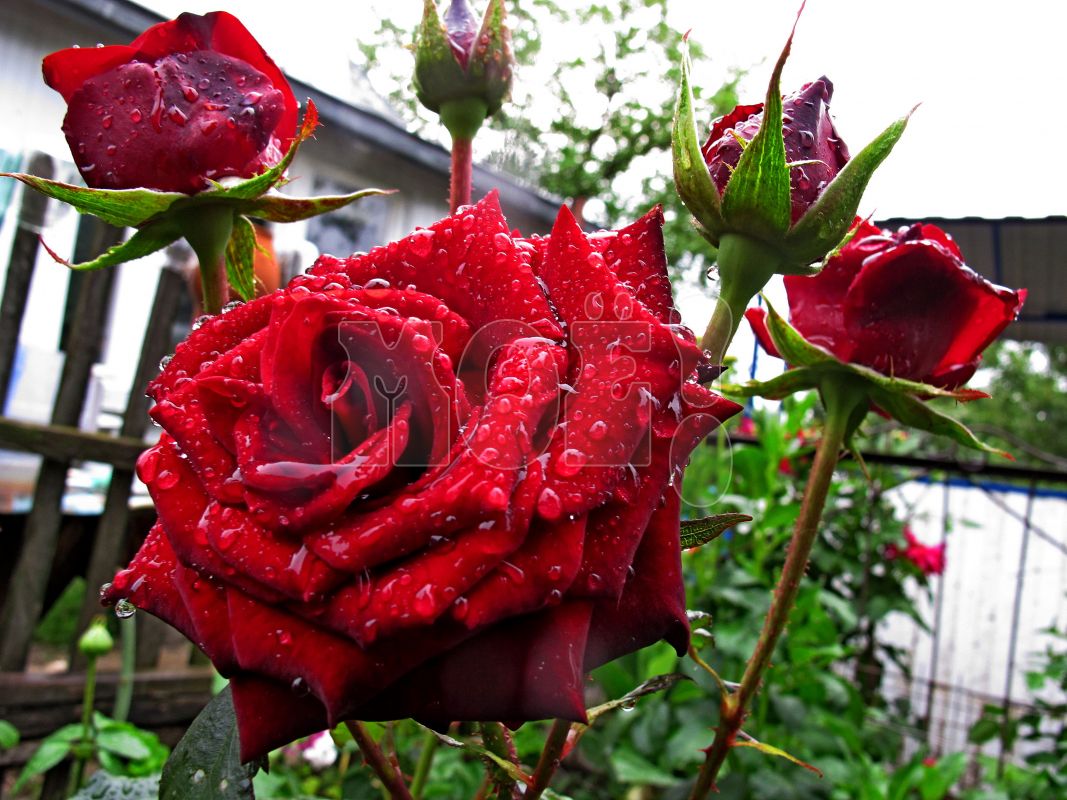 Это ещё&nbsp;цветочки! Как ухаживать за&nbsp;цветами на&nbsp;даче