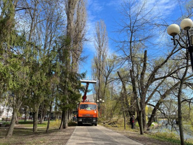 В Белгороде в парке Победы кронируют деревья