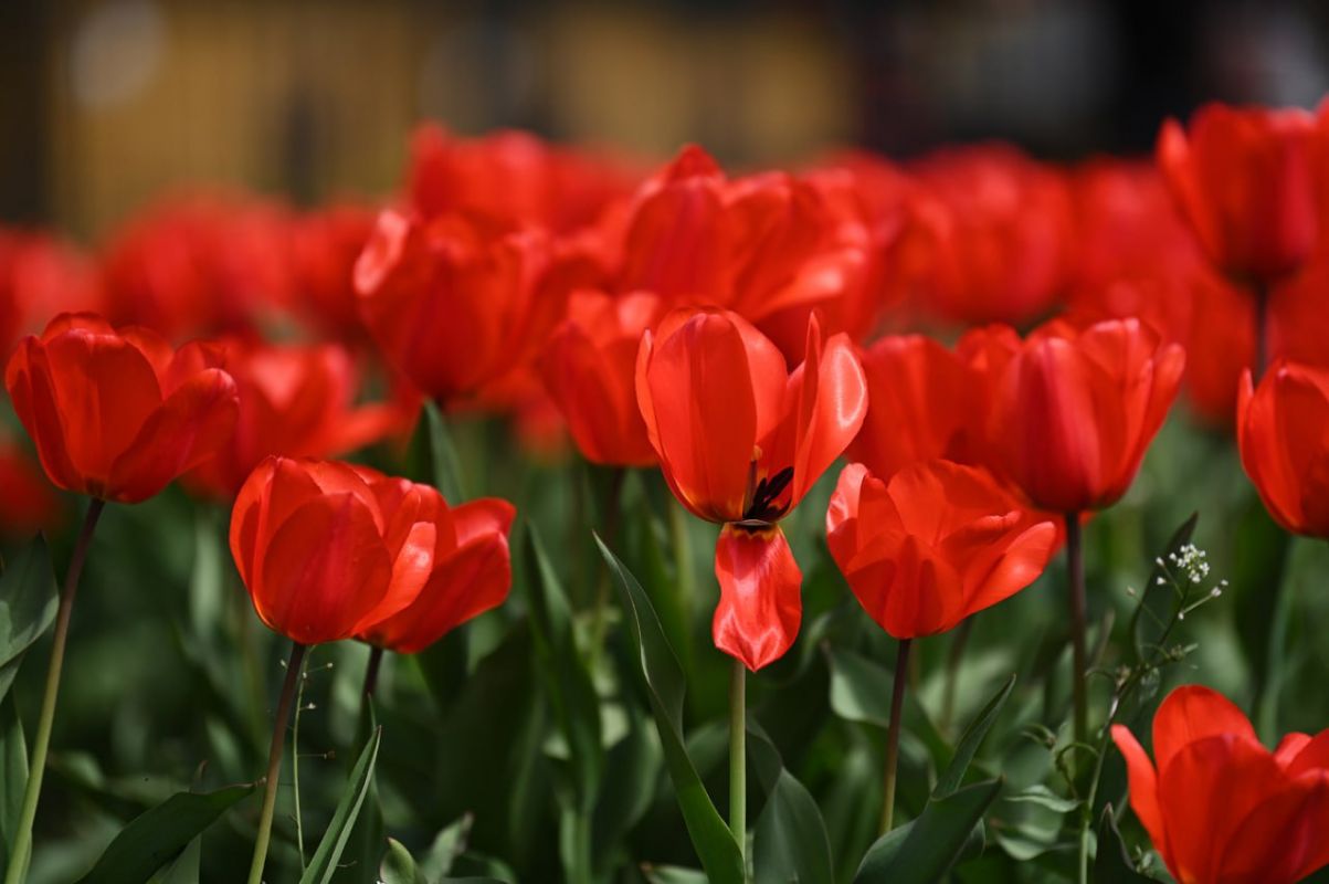 В Белгороде готовят локации для цветочного фестиваля