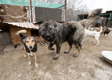 На Белгородчине собаки покусали 3 детей и сбили с ног пенсионерку
